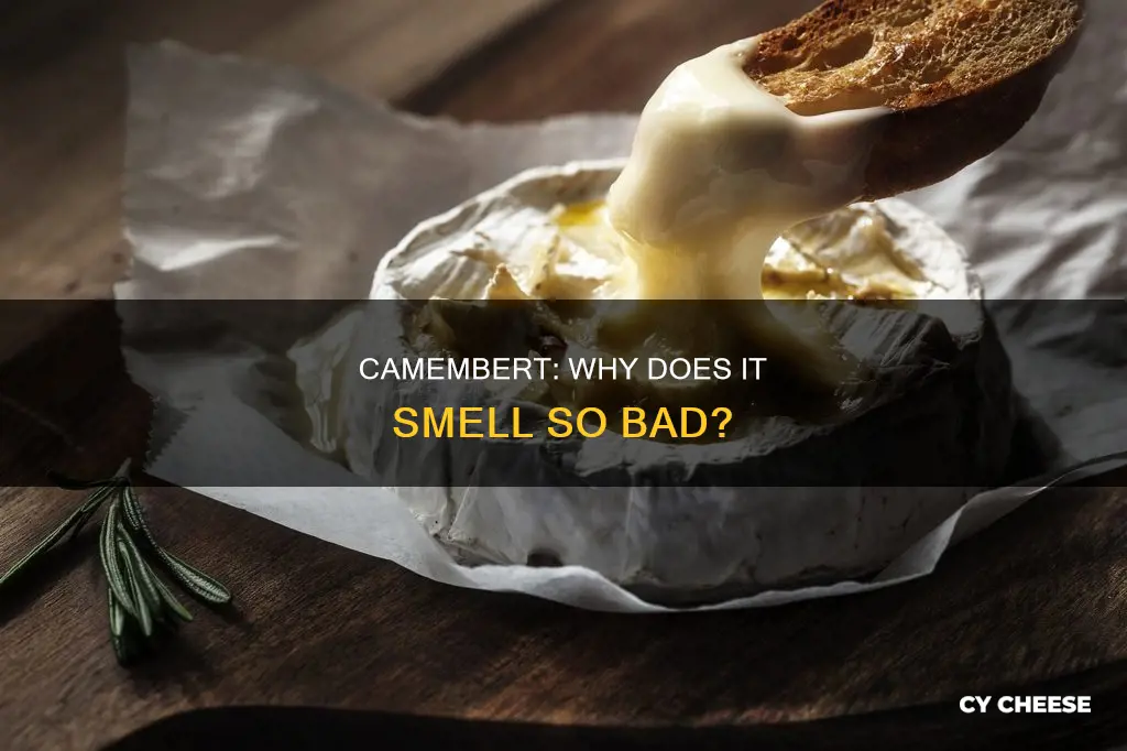 does camembert cheese smell bad