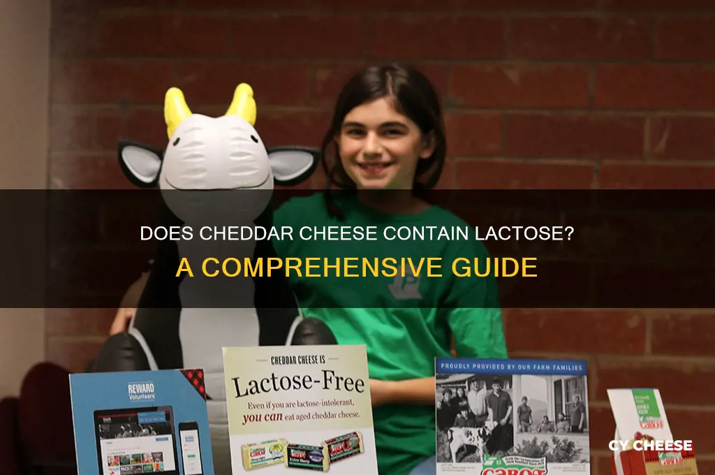 does chedar cheese have lactose