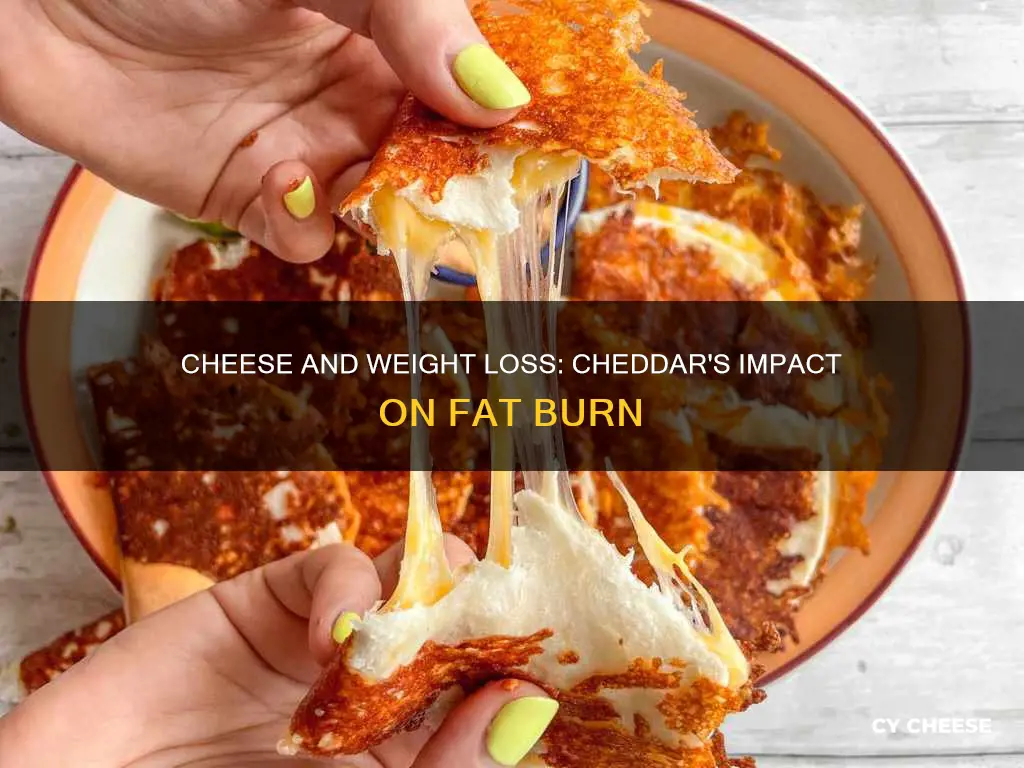 does cheddar cheese burn fat