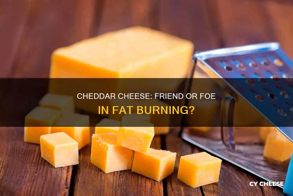 does cheddar cheese burn fat