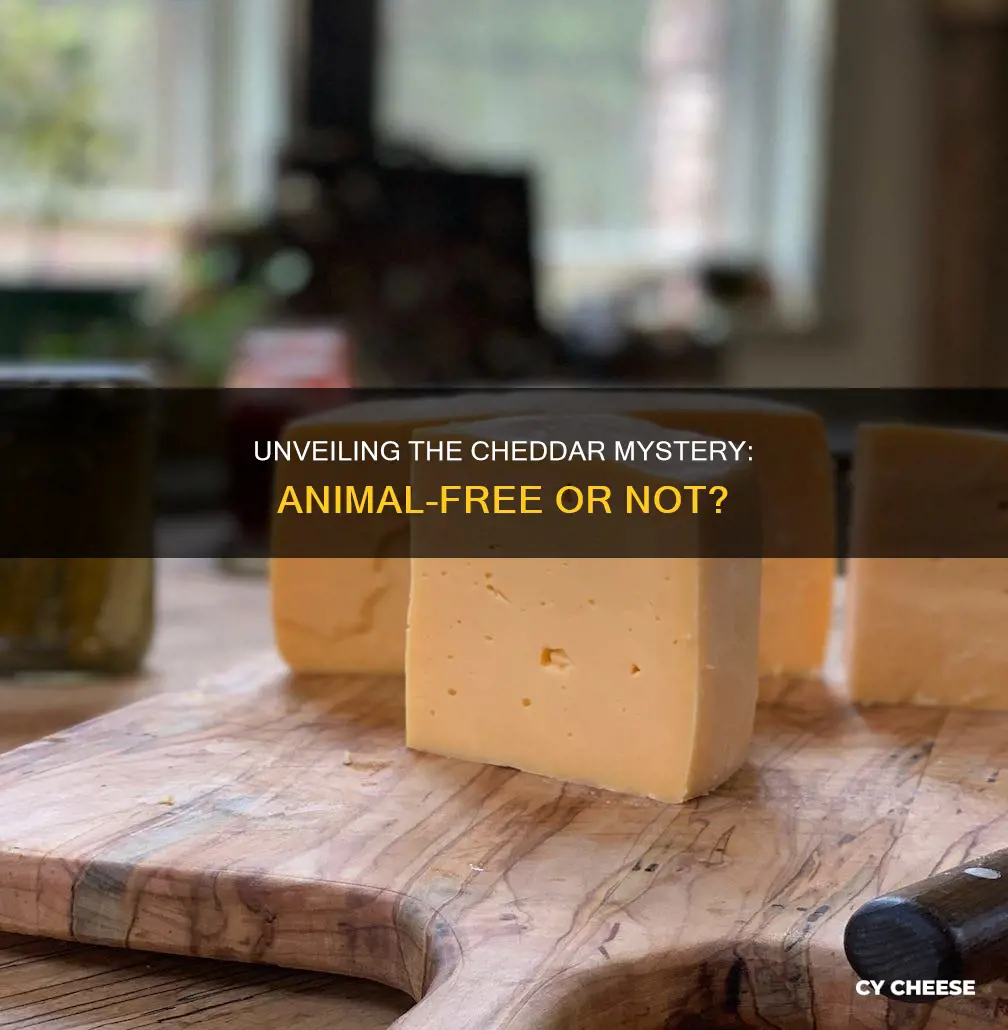 does cheddar cheese contain animal rennet