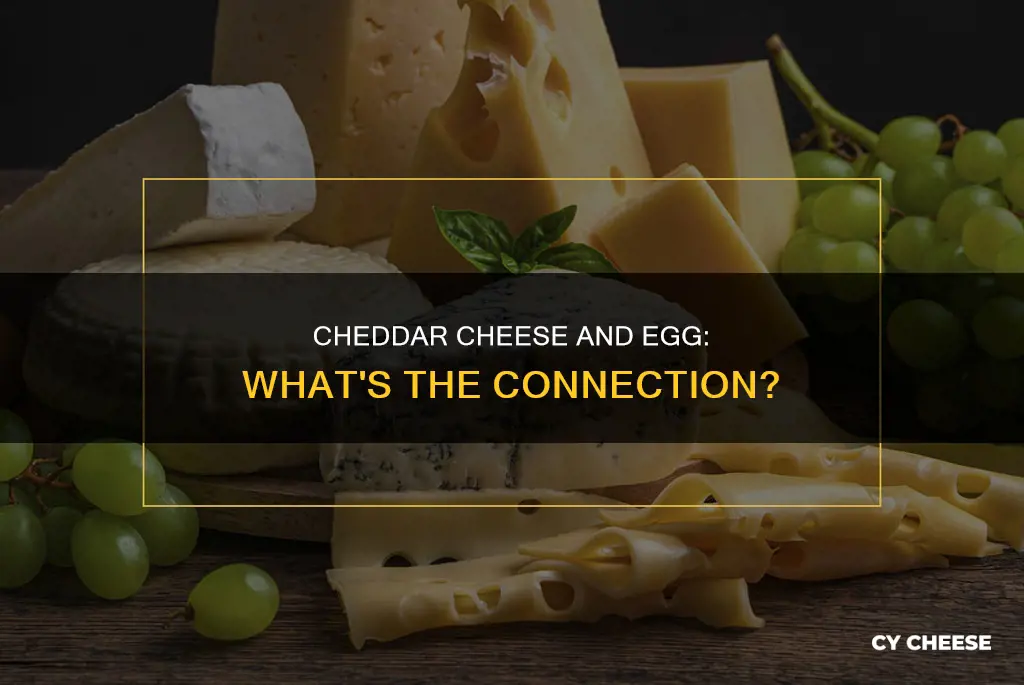 does cheddar cheese contain egg