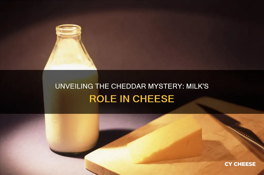 does cheddar cheese contain milk