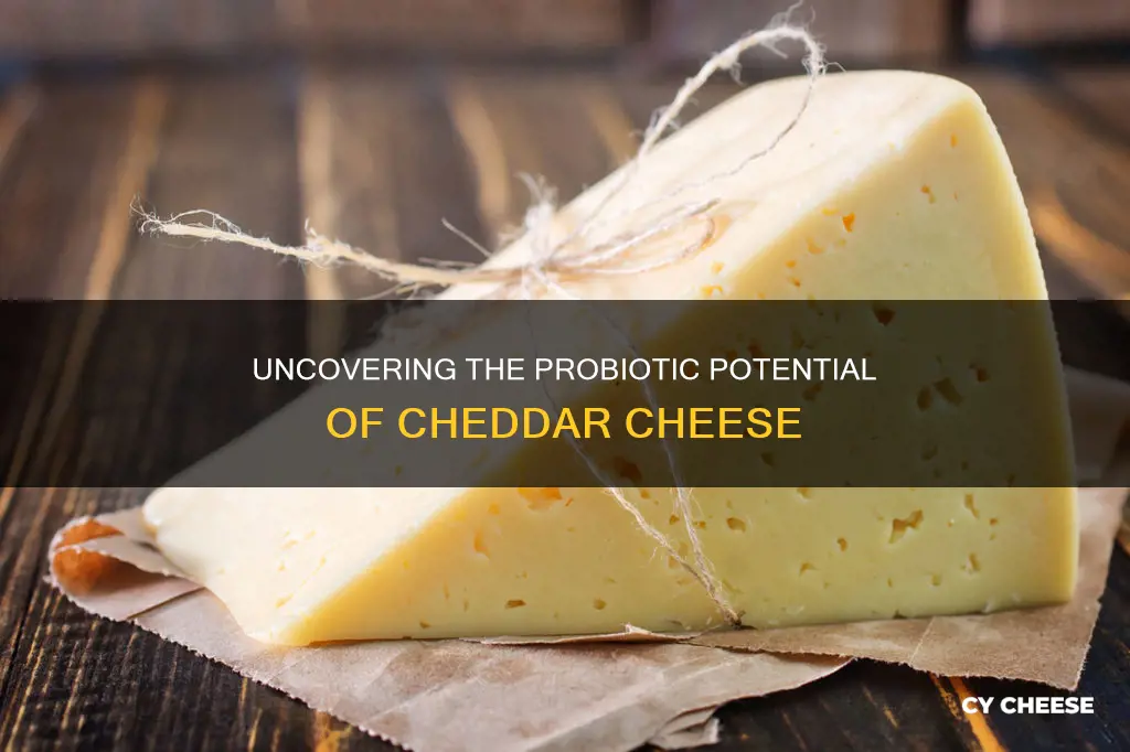 does cheddar cheese contain probiotics