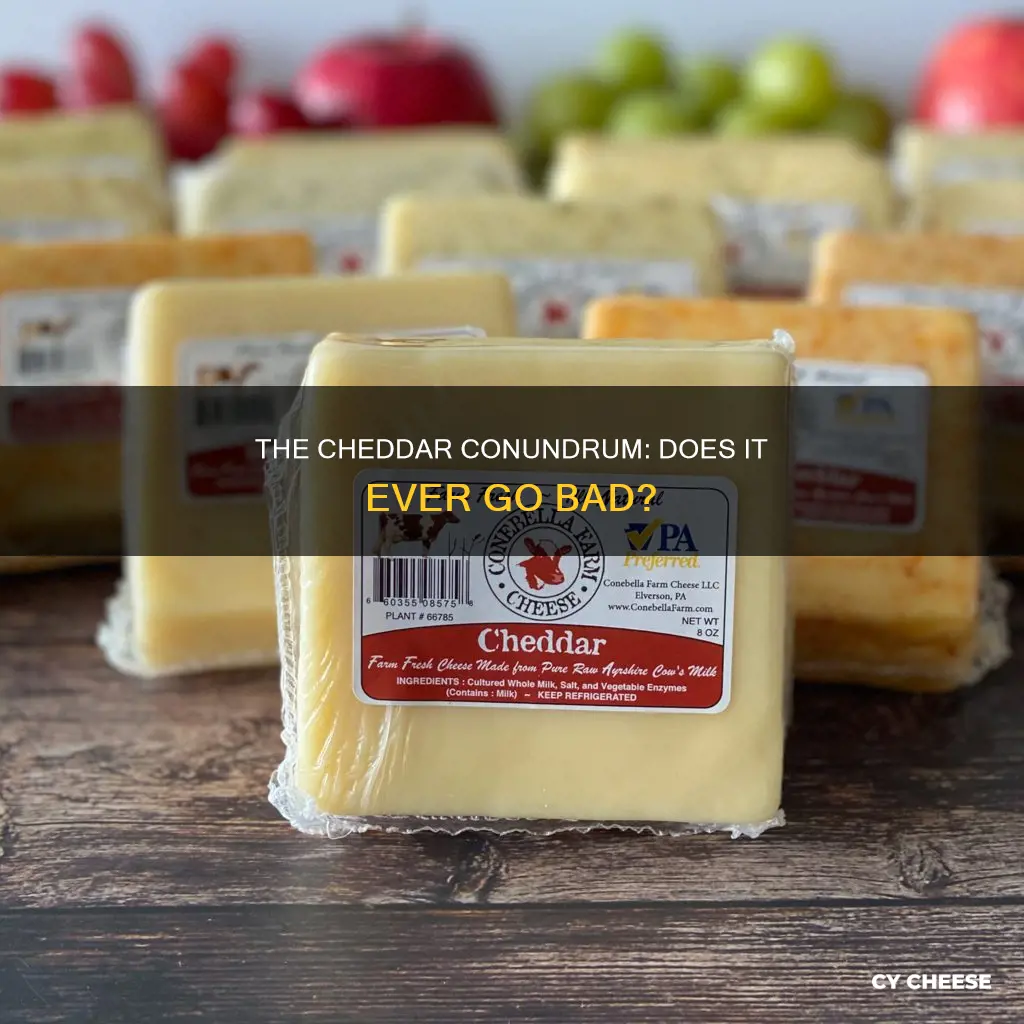 does cheddar cheese go bad