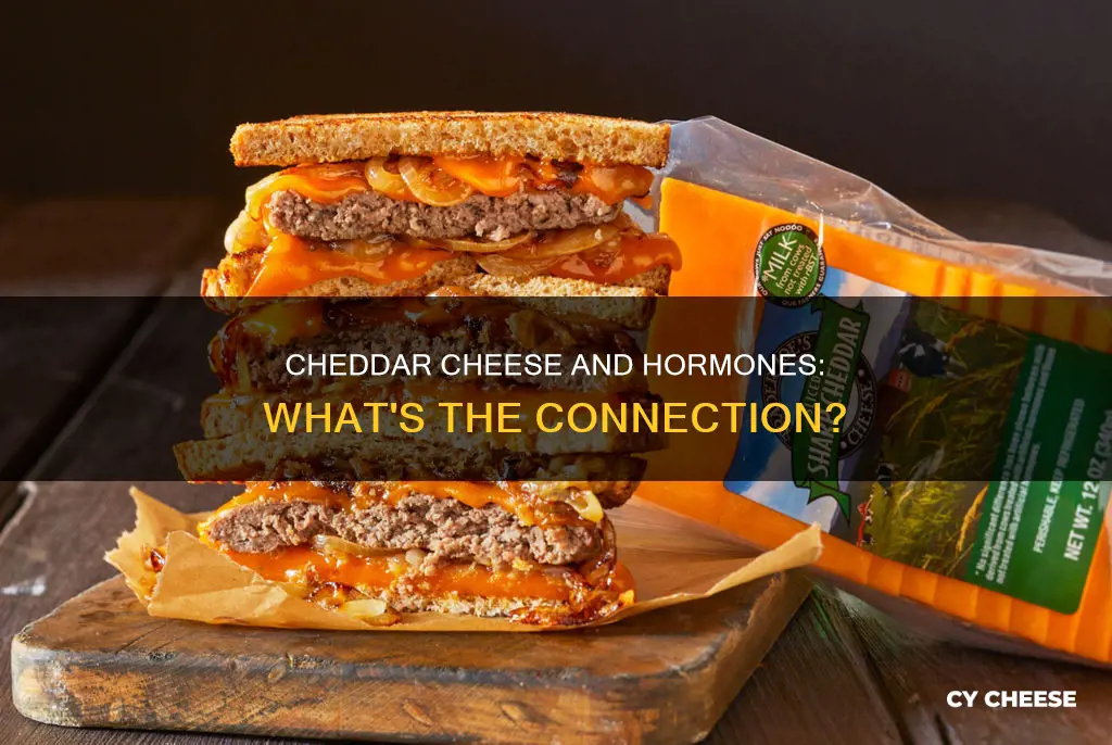 does cheddar cheese have a lot of hormones