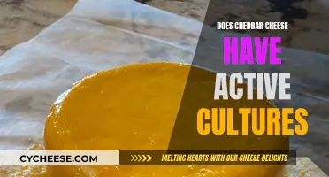 Unveiling Cheddar's Culture: Does It Contain Active Bacteria?