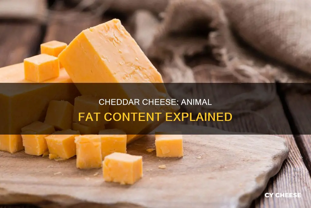 does cheddar cheese have animal fat