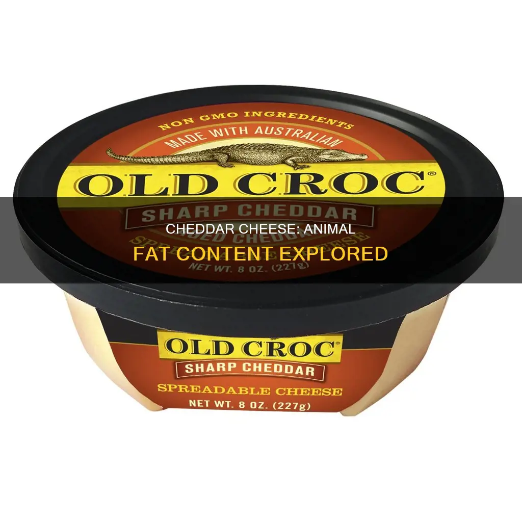 does cheddar cheese have animal fat