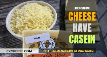 Cheddar Cheese: Casein Content and Nutritional Insights