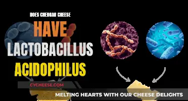 Lactobacillus Acidophilus in Cheddar: Fact or Fiction?