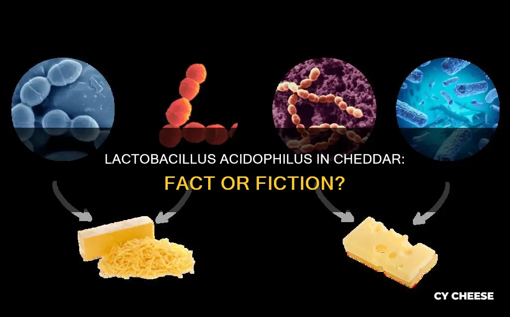 does cheddar cheese have lactobacillus acidophilus