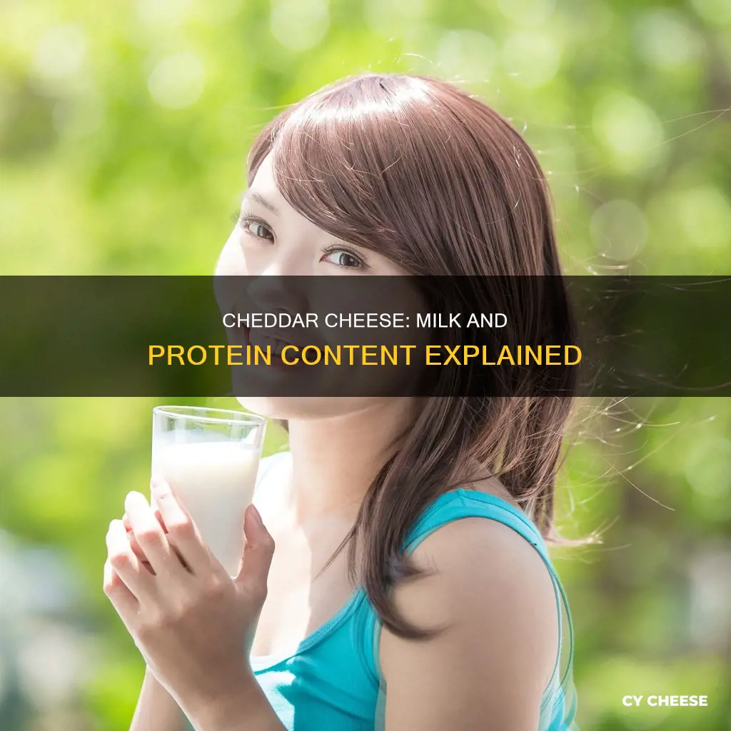 does cheddar cheese have milk protein