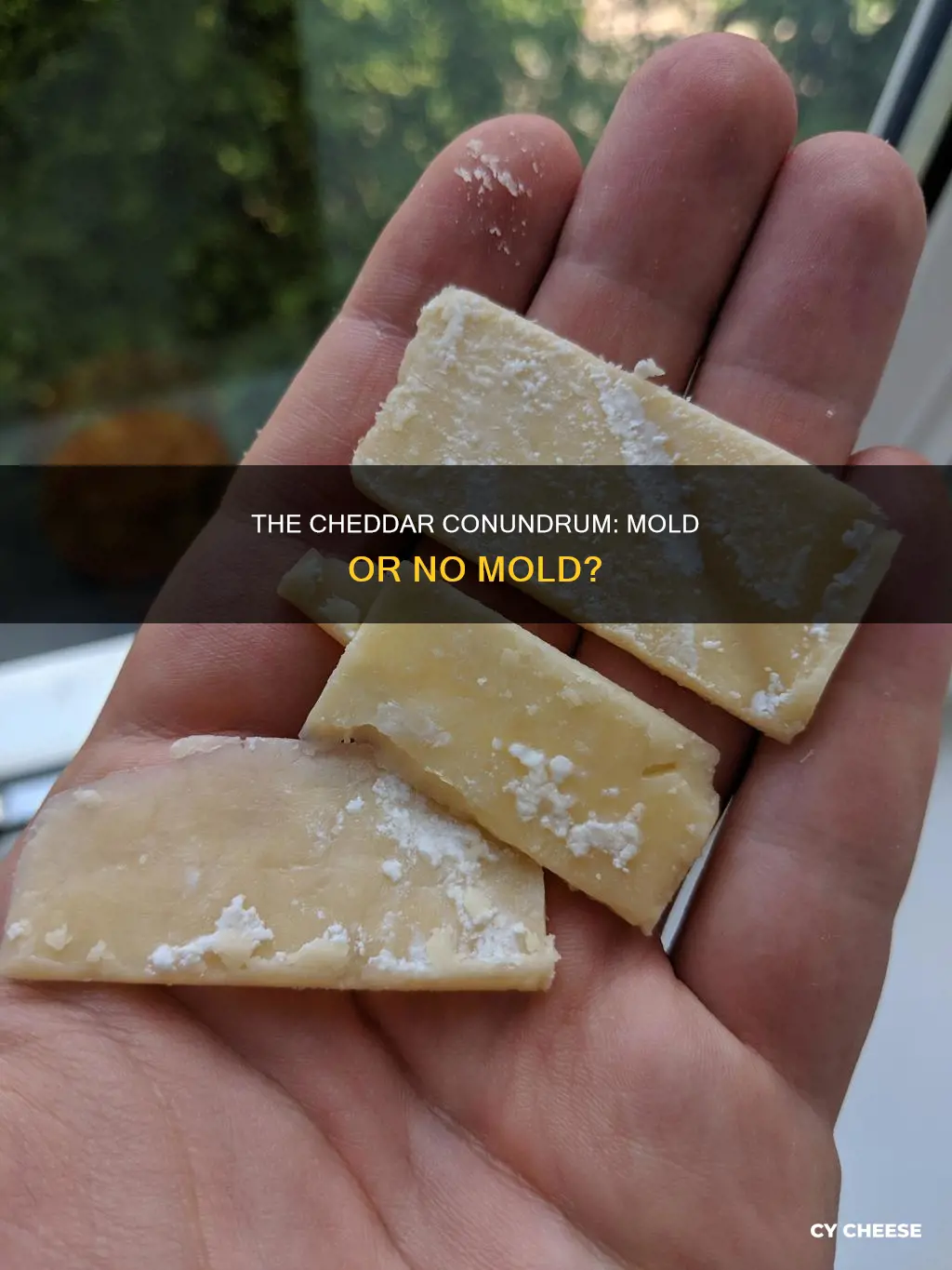 does cheddar cheese have mold