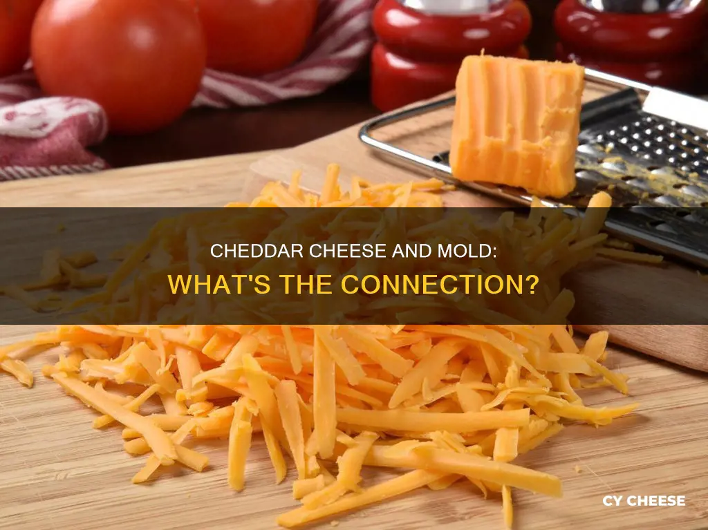does cheddar cheese have mold