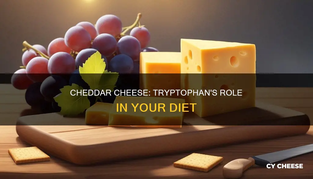 does cheddar cheese have tryptophan