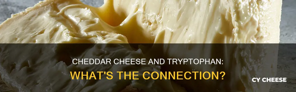 does cheddar cheese have tryptophan