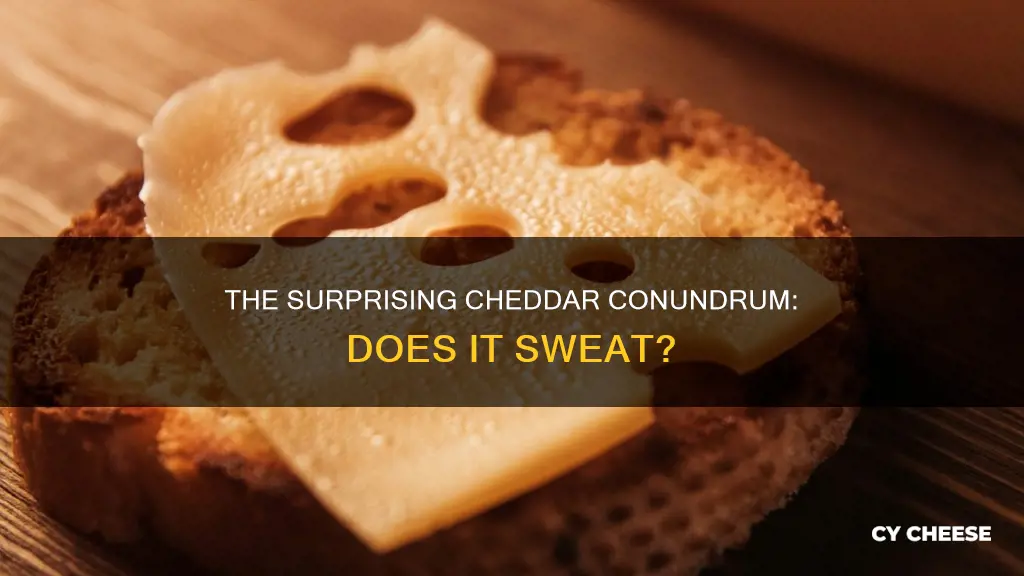 does cheddar cheese sweat