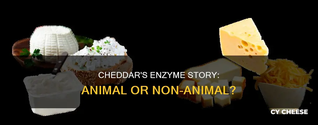 does cheddar cheese typically have animal or non-animal enzymes