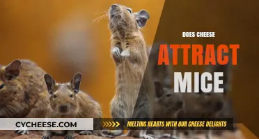 Does Cheese Really Attract Mice? Unraveling the Myth and Facts