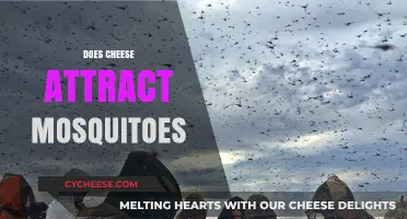 Does Cheese Attract Mosquitoes? Unraveling the Myth and Science Behind It
