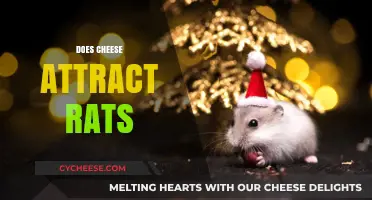 Does Cheese Really Attract Rats? Uncovering the Truth Behind the Myth