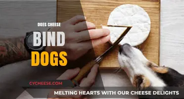 Can Cheese Harm Dogs? Understanding Dairy and Canine Digestion