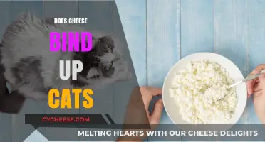 Can Cats Eat Cheese? Debunking the Constipation Myth