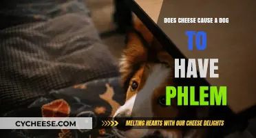 Can Cheese Cause Phlegm in Dogs? Uncovering the Truth