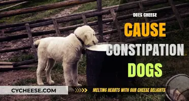 Can Cheese Cause Constipation in Dogs? Facts and Tips