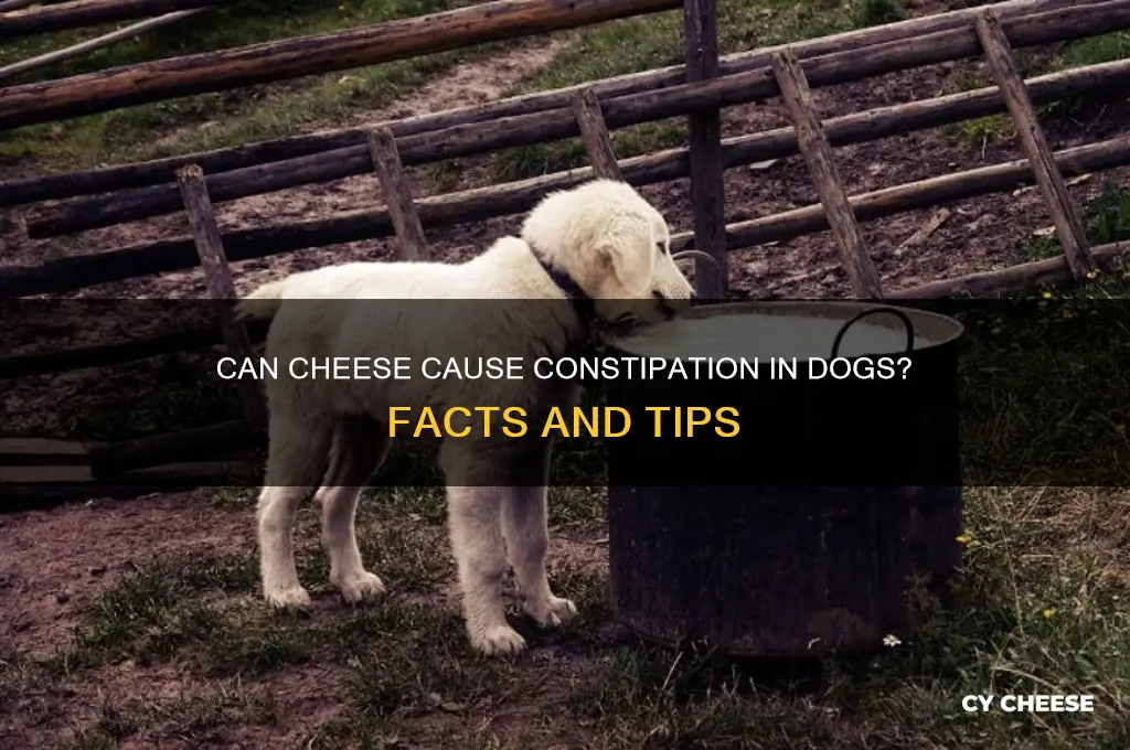 does cheese cause constipationin dogs