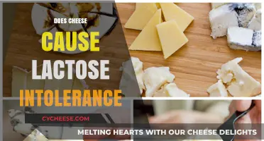 Does Cheese Trigger Lactose Intolerance? Unraveling the Dairy Dilemma