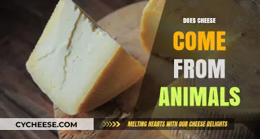 Is Cheese Animal-Derived? Uncovering the Surprising Source of Dairy's Delight