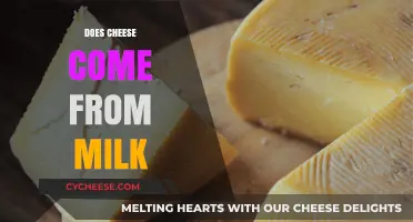 Does Cheese Come From Milk? Unraveling the Dairy Connection