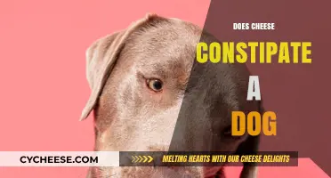 Can Cheese Cause Constipation in Dogs? Facts and Tips for Pet Owners