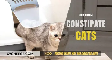 Can Cats Eat Cheese? Constipation Risks and Safe Feeding Tips