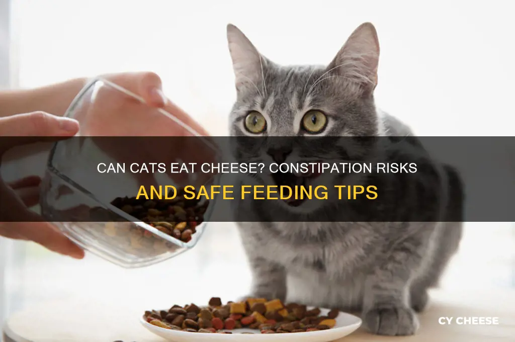 does cheese constipate cats