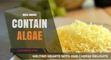 Does Cheese Contain Algae? Unraveling the Surprising Dairy Mystery