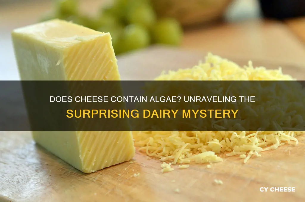 does cheese contain algae