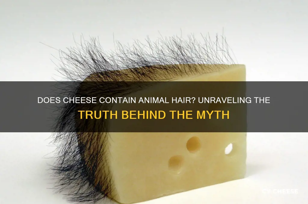 does cheese contain animal hair