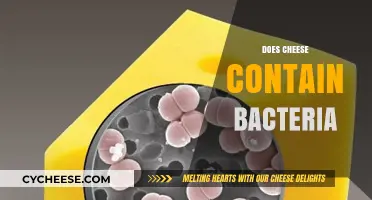 Cheese and Bacteria: Uncovering the Microbial Secrets in Every Bite