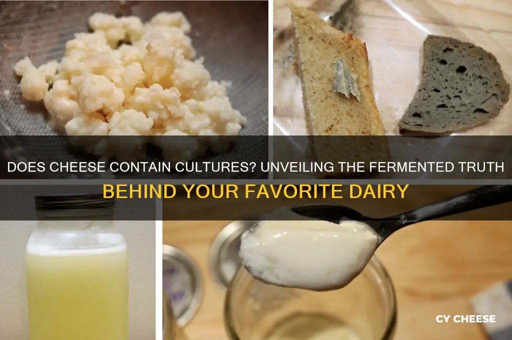 does cheese contain cultures