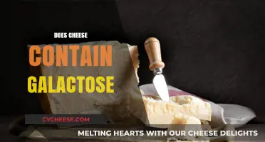 Does Cheese Contain Galactose? Uncovering the Truth About Dairy Sugars
