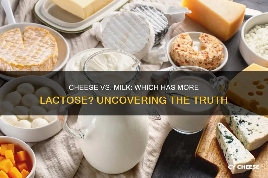 does cheese contain more or less lactose than milk