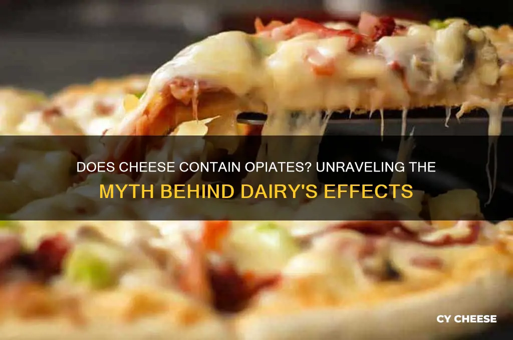 does cheese contain opiates