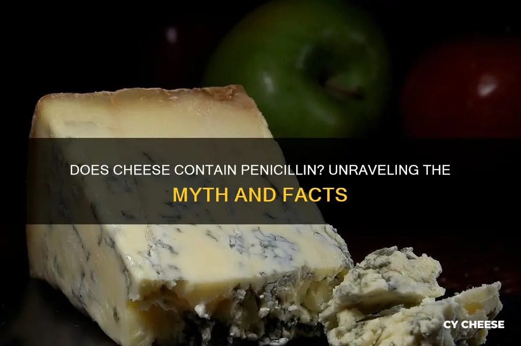 does cheese contain penicillin