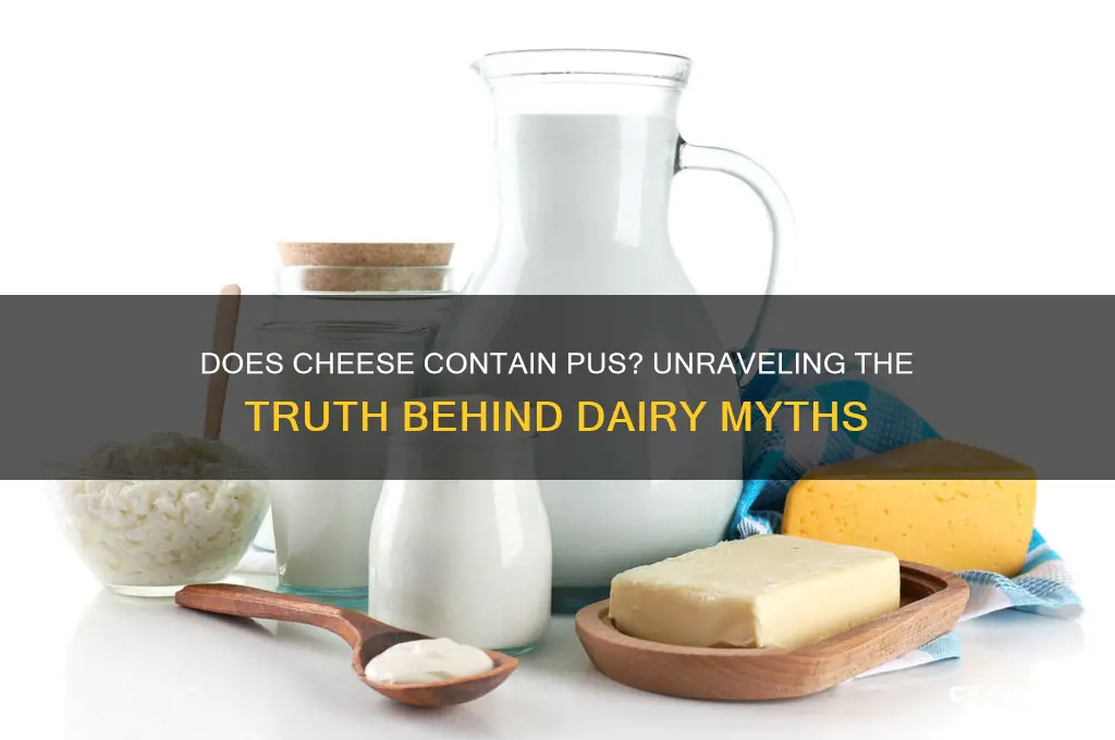does cheese contain pus