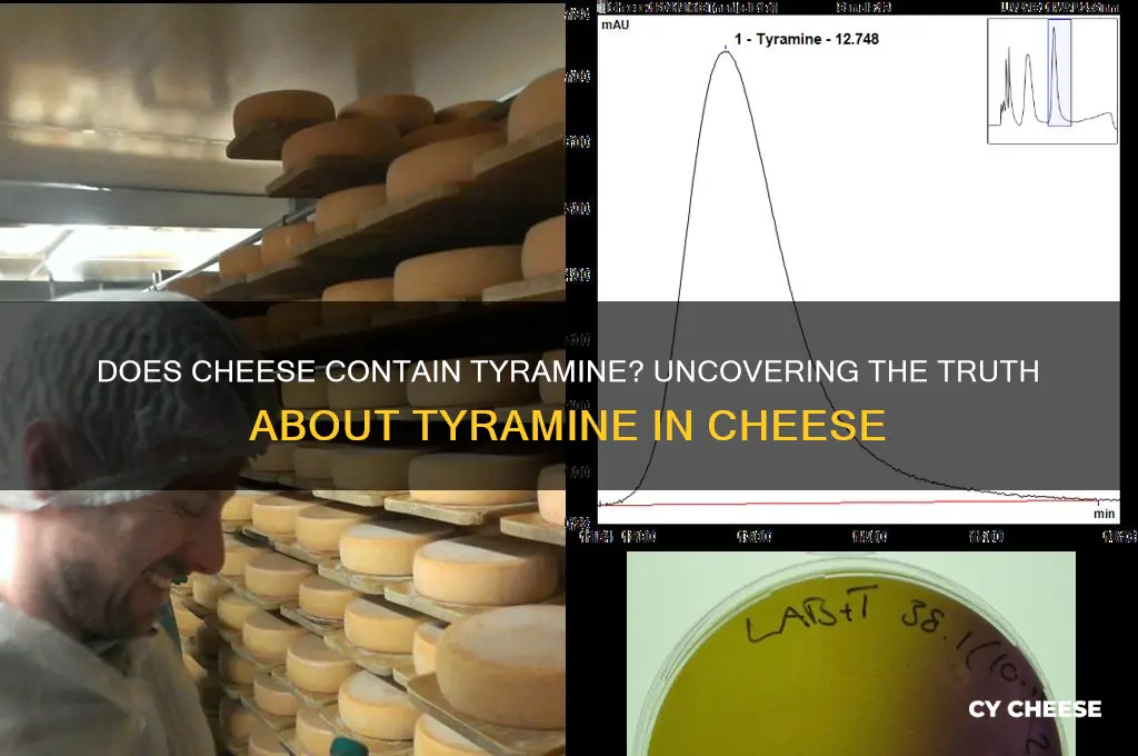 does cheese contain tyramine