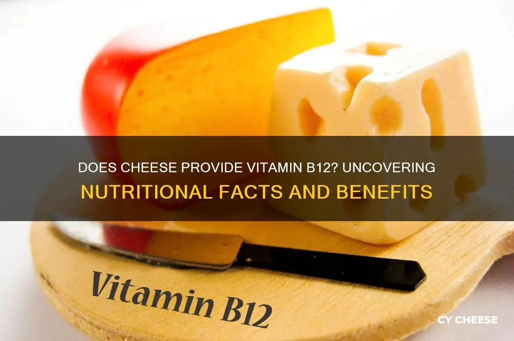 does cheese contain vit b12