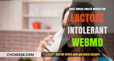 Does Cheese Cause Mucus in Lactose Intolerant Individuals? WebMD Insights